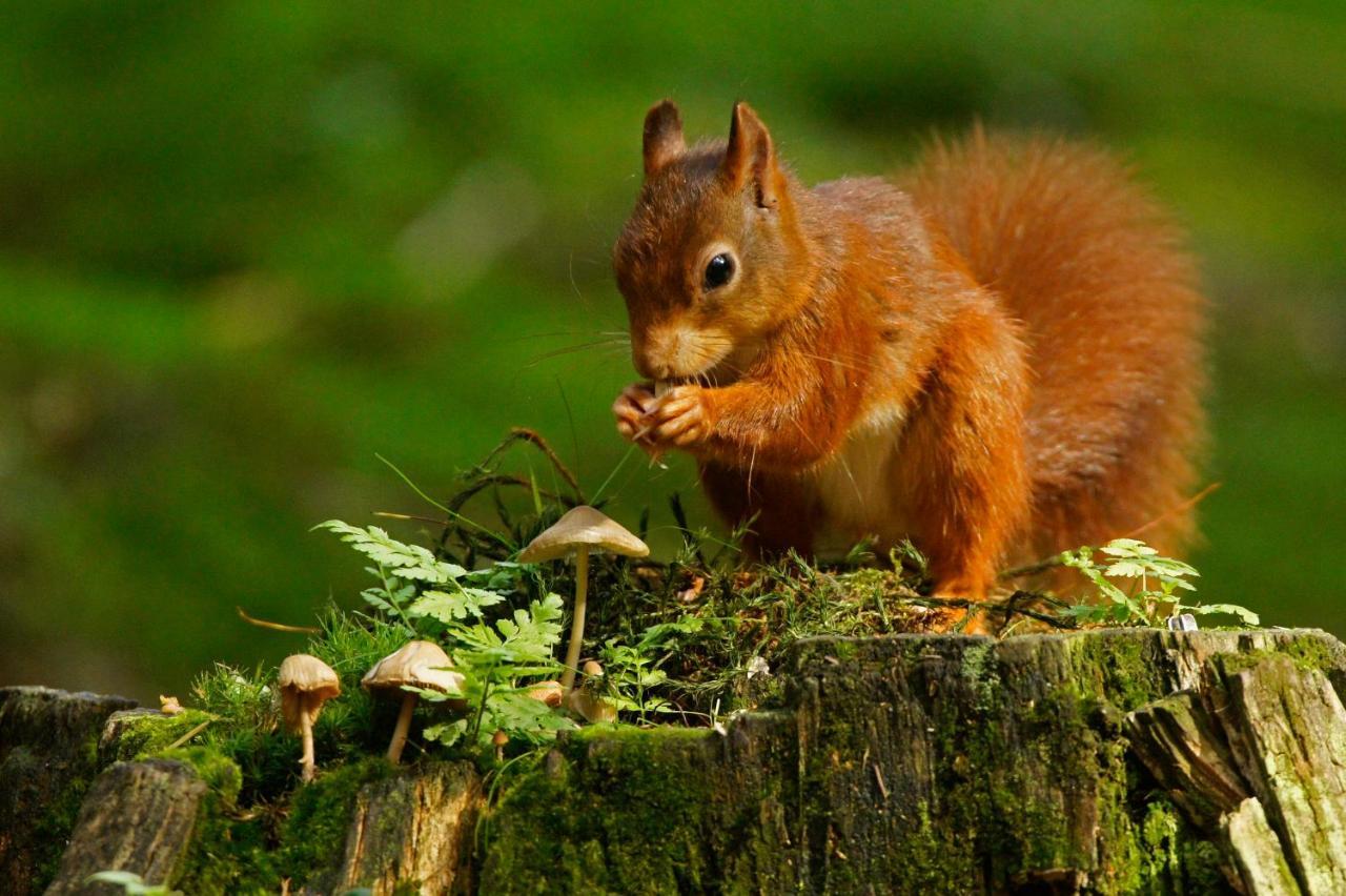 Reewold Veluwe Villa Putten Ngoại thất bức ảnh
