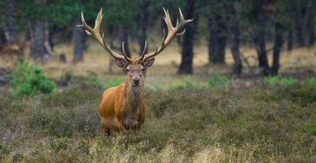 Reewold Veluwe Villa Putten Ngoại thất bức ảnh