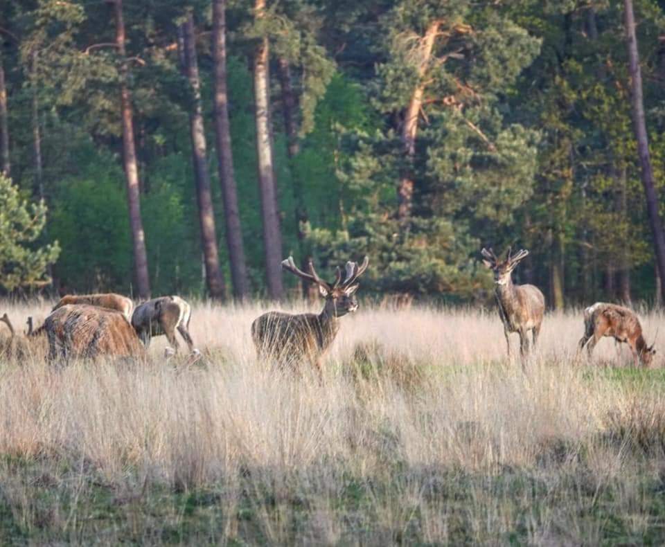 Reewold Veluwe Villa Putten Ngoại thất bức ảnh